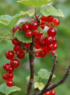 Avaimenperät|Korut><noscript><img width=