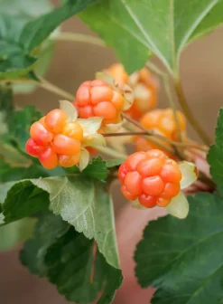 Avaimenperät|Korut><noscript><img width=