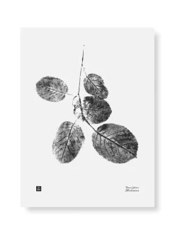 Julisteet/printit>Teemu Järvi Illustrations Raitapuun oksa - juliste 30cm x 40cm