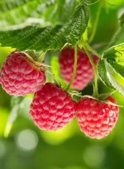 Avaimenperät|Korut><noscript><img width=